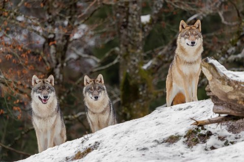 Three grey wolves (Canis lupus lupus) stand on a snow-covered hill behind a fallen tree on a cold,
