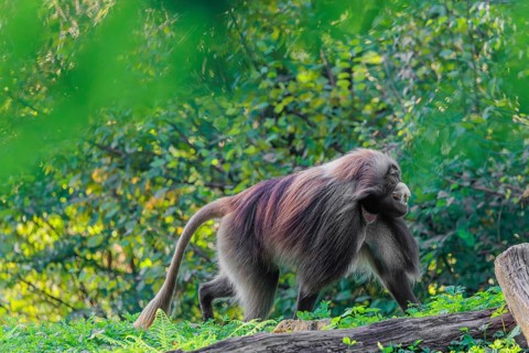 An adult male gelada (Theropithecus gelada), or bloodheart monkey, runs across a green meadow. A