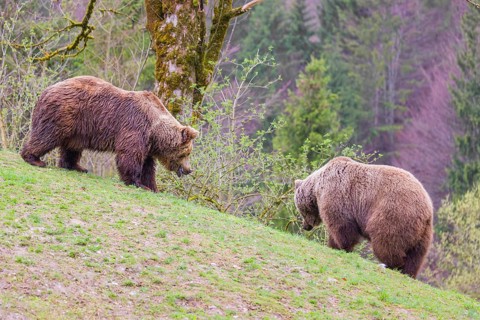 A female and a male eurasian brown bear (Ursus arctos arctos) meet each other the first time on a