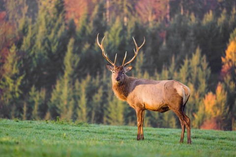An Altai maral stag, Altai wapiti or Altai elk (Cervus canadensis sibiricus) stands on a meadow in
