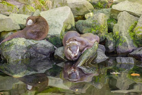 Three oriental small-clawed otter or Asian small-clawed otter (Aonyx cinerea) are standing on a