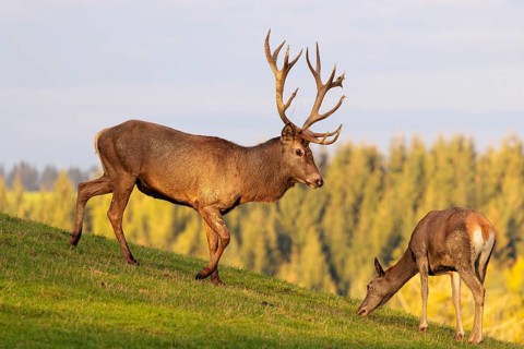 A red deer stag (Cervus elaphus) runs across a meadow in the beautiful morning light, down a hill