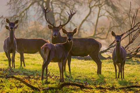 A herd of red deer hind and a stag (Cervus elaphus) stand backlit on a meadow. Early morning light