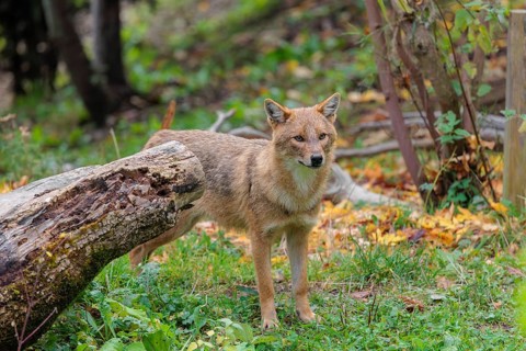 A golden jackal (Canis aureus) stands behind a rotting tree lying on the ground between bushes and