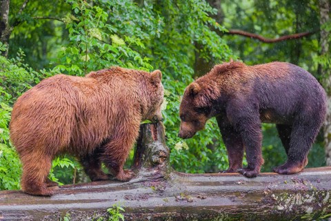 A male and a female Eurasian brown bear (Ursus arctos arctos) meet on a rotting log lying on the