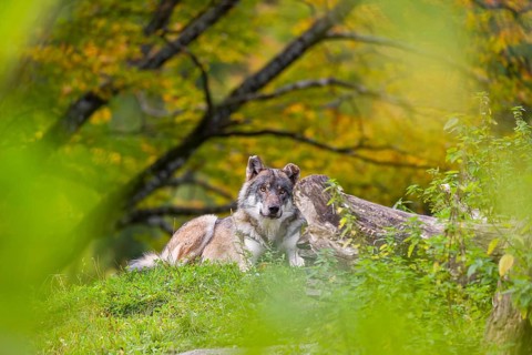 A Eurasian gray wolf (Canis lupus lupus) lies on top of a small hill between rocks and rotting tree