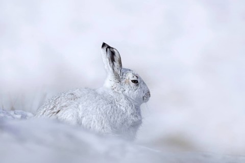 Mountain hare, alpine hare, snow hare (Lepus timidus) in white winter pelage resting in the hills