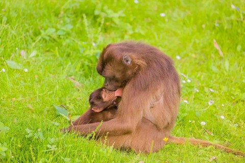 A female Gelada (Theropithecus gelada), or bleeding-heart monkey with her baby sits in a flowering