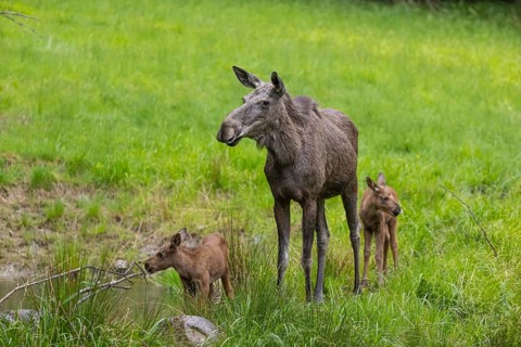 Two baby moose or elk (19 days old, born May 8, 2020) and their mother, Alces alces, standing on a