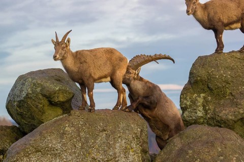 Two ibex (Capra ibex), a male and a female, stand on a rock. The male shows some flehming and