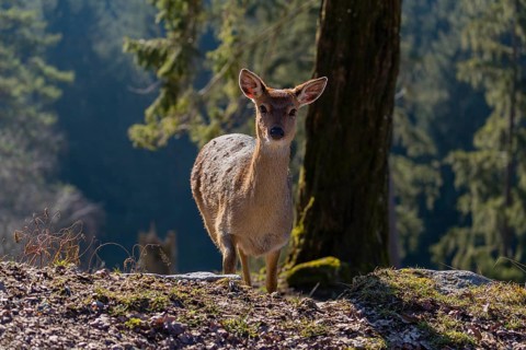 One female Manchurian sika deer or Dybowski's sika deer (Cervus nippon mantchuricus or Cervus