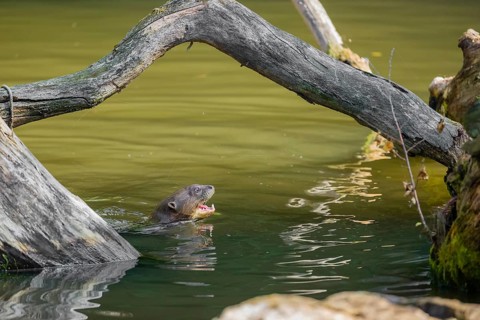 A giant otter or giant river otter (Pteronura brasiliensis) swims in a small river