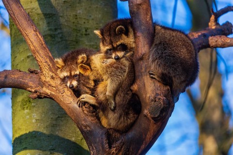A group of raccoons sitting high in a tree