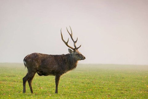 A Sambar stag (Rusa unicolor), stands on a meadow in dense fog