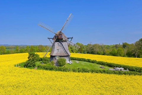 Farver Mühle, Farver windmill, smock mill in flowering rape field at Wangels, municipality in
