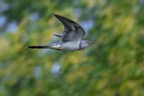 Common cuckoo (Cuculus canorus) adult male flying in forest in spring