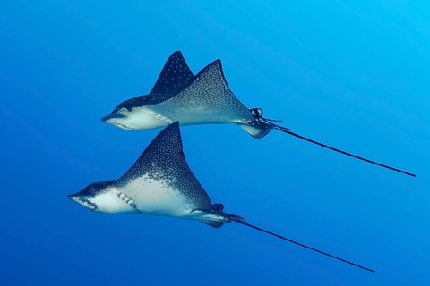 Spotted eagle ray (Aetobatus narinari), pair, swimming in the open sea, Tuamotu Archipelago, French