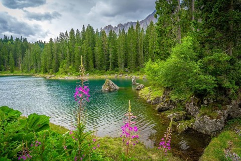 Lake carezza with turquoise water surrounded by fir trees and latemar mountain range in background,