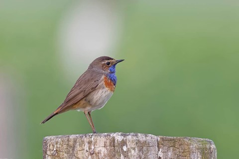 Bluethroat (Luscinia svecica cyanecula), male, on a pasture fence post, wildlife, Lembruch, Ochsen