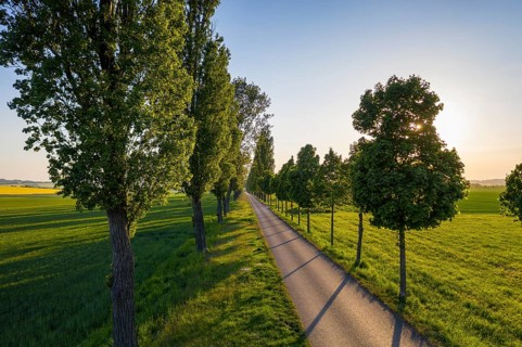 Aerial view of an avenue with evening sun, Kesseldorf, Wilsdruff, Saxony, Germany, Europe