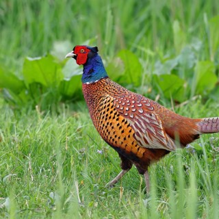 Pheasant, hunting pheasant (Phasianus colchicus), adult male bird in a meadow, animal portrait,
