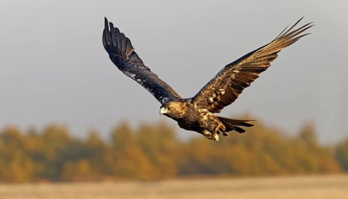 Spanish imperial eagle (Aquila adalberti) in flight at first morning light, Castilla-La Mancha,
