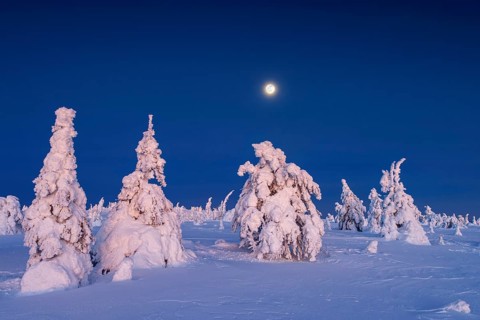 Tykky forest, snow covered spruce trees on the taiga at full moon in winter, Riisitunturi National