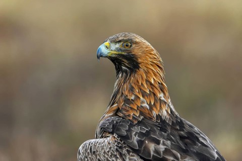 European golden eagle (Aquila chrysaetos chrysaetos) close-up portrait of adult sitting in