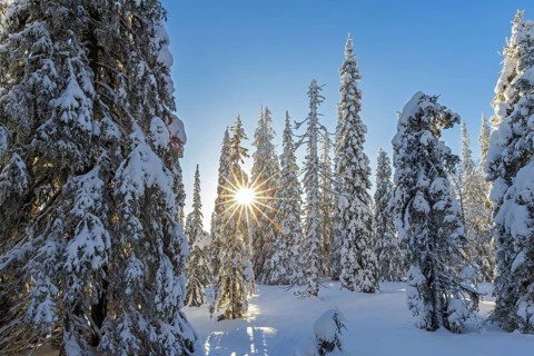 Snow covered spruce trees on the taiga forest in winter, Riisitunturi National Park in Finnish