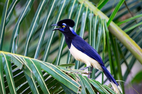 Plush-crested jay (Cyanocorax chrysops) Pantanal Brazil