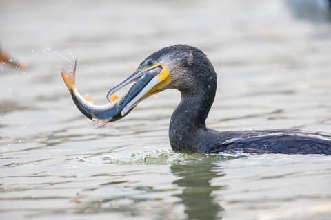 Cormorant (Phalacrocorax carbo) catching fish Germany