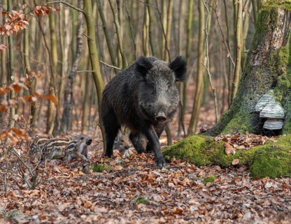 Wild boar, wild boar (Sus scrofa), a wild goat and young boar looking for food in the forest,
