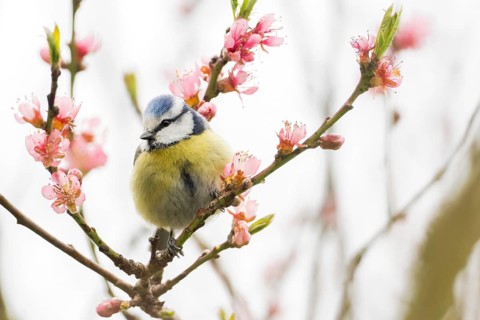 A blue tit (Parus caeruleus) on a branch with pink flowers, surrounded by soft spring colours,