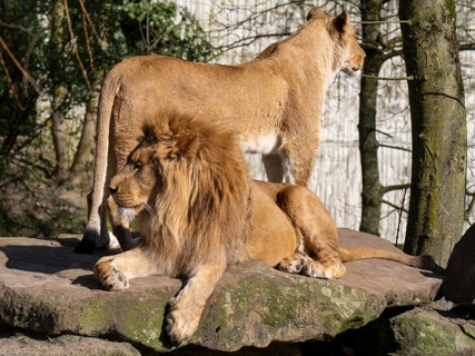 Two lions (Panthera leo) on a rocky plateau, male lion lying, female lion standing, occurring in