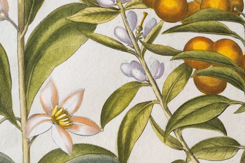 Bitter orange with buds and flowers, hand-coloured copperplate engraving by Basilius Besler, from