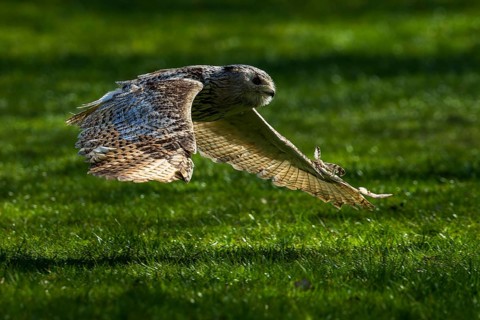 An owl flies with outstretched wings close to the ground over grass, Siberian Eagle Owl (Bubo