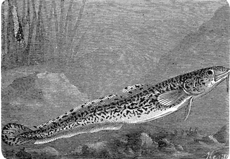 Burbot, burbot caterpillar, Lota lota, a bony fish from the burbot family, historical, digital