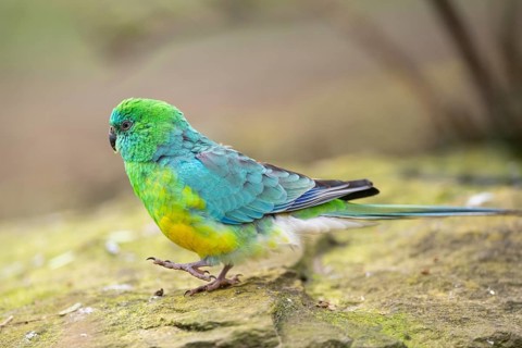Red-rumped parrot (Psephotus haematonotus) male walking on the ground, Bavaria, Germany, Europe