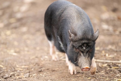 Vietnamese Pot-bellied pig standing on the ground, Bavaria, Germany, Europe