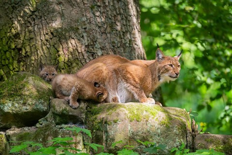 Eurasian lynx (Lynx lynx) mother with her youngsters (cubs) in a forest, Bavaria, Germany, Europe