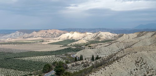 Desert landscape, olive trees, plantation, Gorafe desert, semi-desert, Granada, Andalusia, Spain,