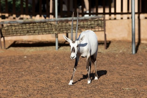 Arabian oryx (Oryx leucoryx) in the Arabian Oryx Camp, Wahiba Sands desert or Rimal Al Wahiba or