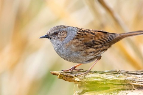 Dunnock (Prunella modularis) Germany