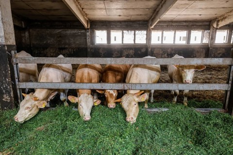 Wittichenau, Oberlausitz, Saxony, Germany - Cattle eating in the barn, former LPG building, fresh