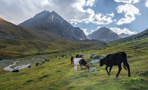 Cows in a mountain valley in the Tien Shan Mountains, near Altyn Arashan, Kyrgyzstan, Asia