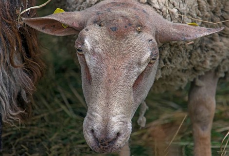 Portrait of a male sheep, Mecklenburg-Vorpommern, Germany, Europe