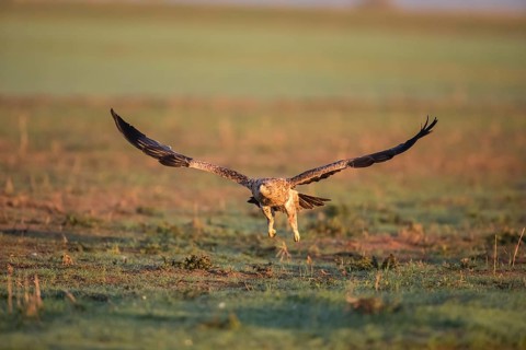 Juvenile Iberian Eagle in flight, Spanish Imperial Eagle (Aquila adalberti), Extremadura, Castilla