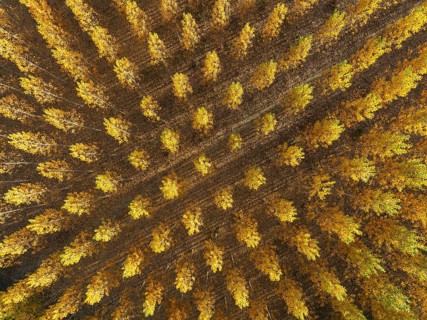 European Aspen (Populus tremula) in autumnal colours. Cultivated for timber. Aerial view. Drone