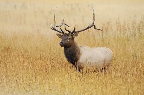 Wapiti (Cervus canadensis, Cervus elaphus canadensis), male, Yellowstone National Park, Wyoming,