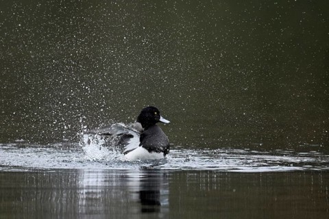 Tufted Duck (Aythya fuligula), male during plumage care, Rootsee, Canton Lucerne, Switzerland,